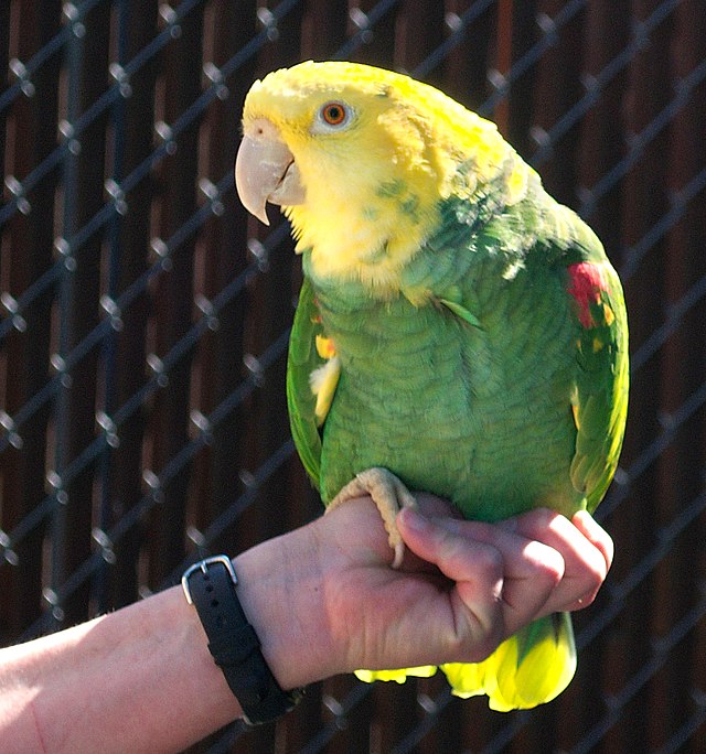 Double Yellow-Headed Amazon Parrot
